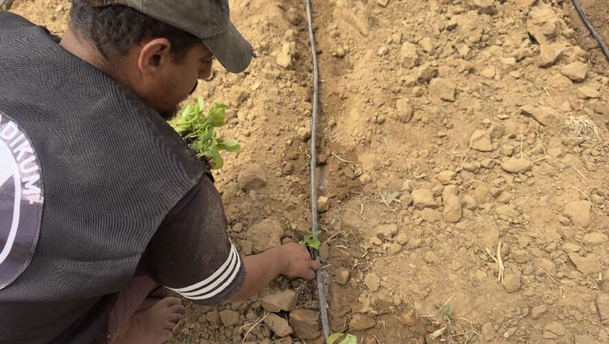 Desde el corazón de los campos agotados: una iniciativa que devuelve la agricultura a la vida en Deir al-Balah