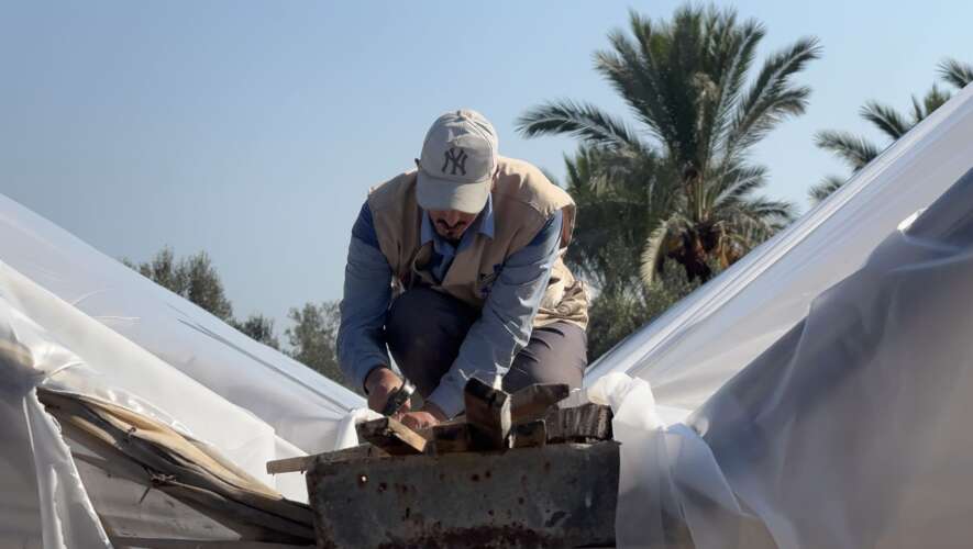 Cuando los invernaderos vuelven a la vida: una iniciativa que restaura la esperanza y la producción para los agricultores de Gaza